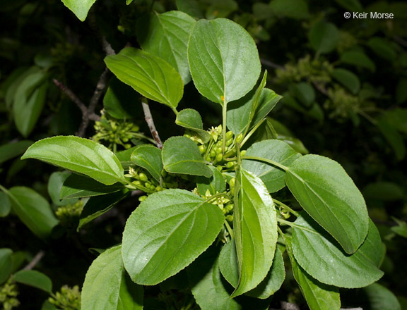 Image of common buckthorn