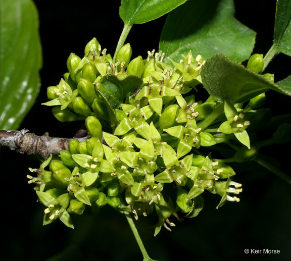 Image of common buckthorn