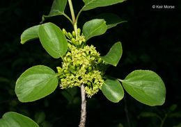 Image of common buckthorn