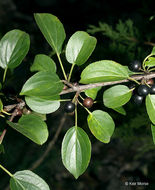 Image of common buckthorn