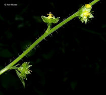 Image of tall hairy agrimony