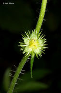 Image of tall hairy agrimony