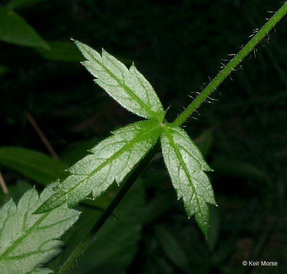 Image of tall hairy agrimony