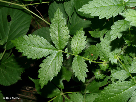 Image of tall hairy agrimony