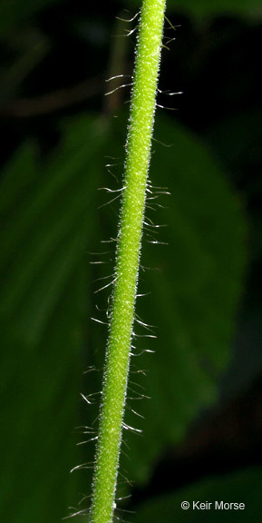 Image of tall hairy agrimony