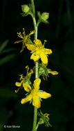 Image of tall hairy agrimony