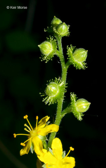 Image of tall hairy agrimony