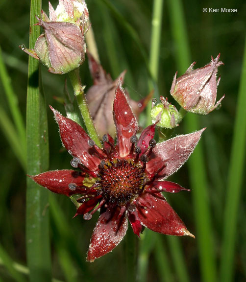 Image of Comarum palustre L.