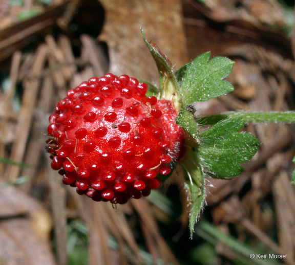 صورة <i>Duchesnea indica</i>