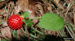 صورة <i>Duchesnea indica</i>