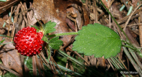 صورة <i>Duchesnea indica</i>