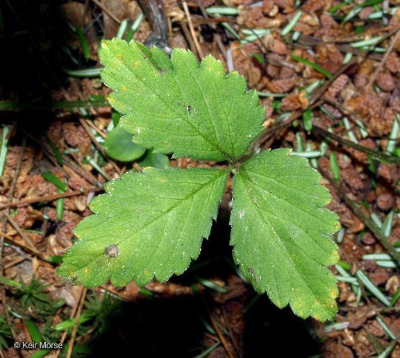 صورة <i>Duchesnea indica</i>