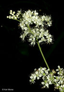 Image of Meadowsweet