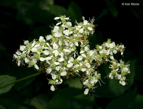 Plancia ëd Filipendula ulmaria (L.) Maxim.