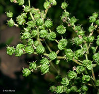 Image of Meadowsweet