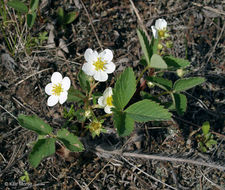 Image of Virginia strawberry