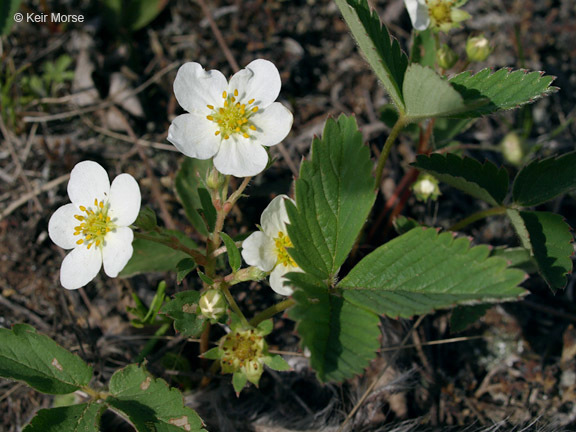 Image of Virginia strawberry