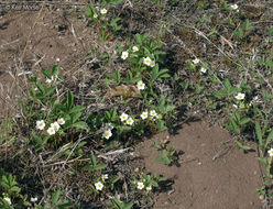 Image of Virginia strawberry