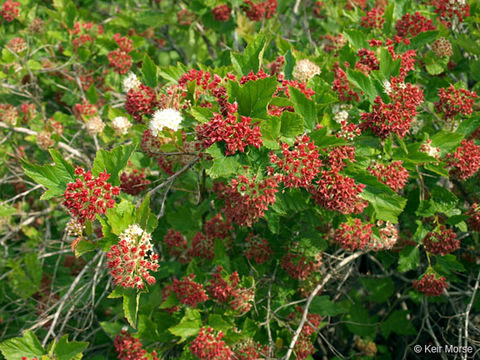 Physocarpus opulifolius (L.) Maxim. resmi