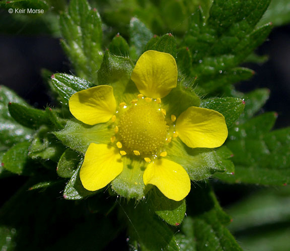 Image of Norwegian cinquefoil