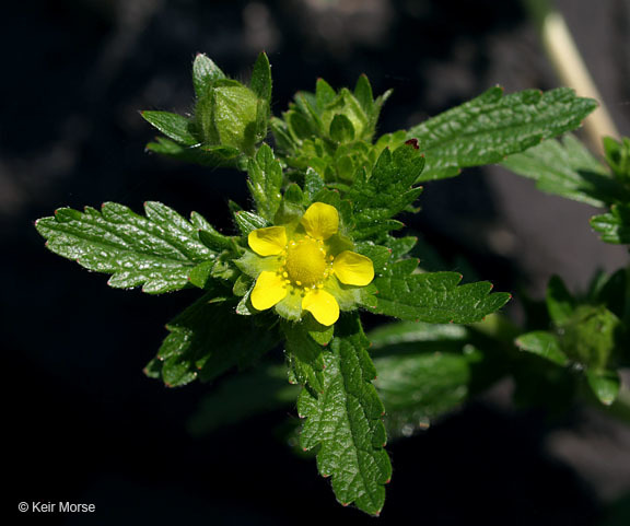 Image of Norwegian cinquefoil