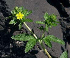 Image of Norwegian cinquefoil