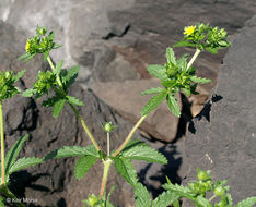 Image of Norwegian cinquefoil