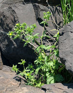 Image of Norwegian cinquefoil