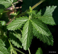 Image of Norwegian cinquefoil