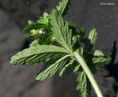 Image of Norwegian cinquefoil