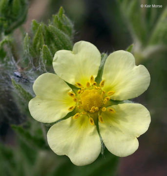 Image of sulphur cinquefoil