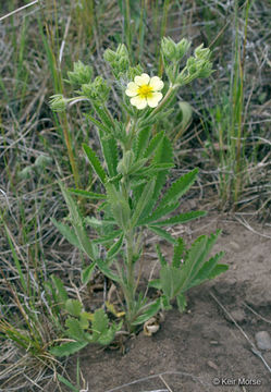 Image of sulphur cinquefoil