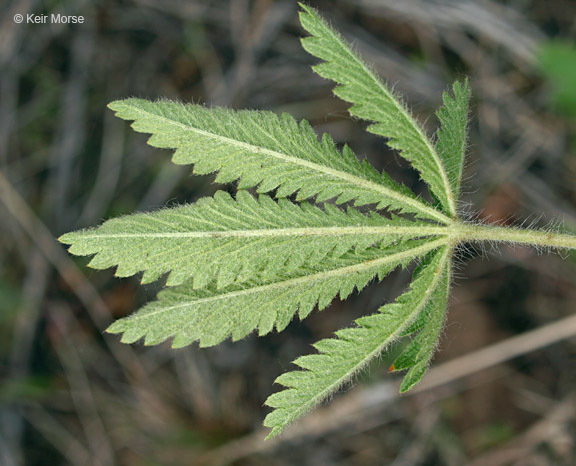 صورة Potentilla recta L.