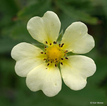 Image of sulphur cinquefoil