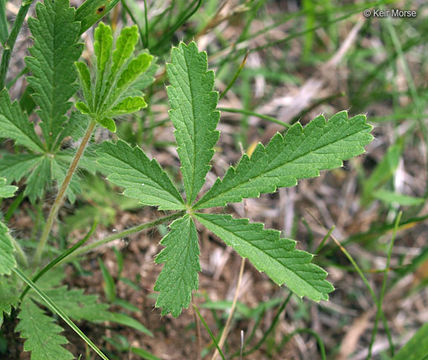 Image of sulphur cinquefoil