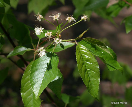 Слика од Prunus pensylvanica L. fil.