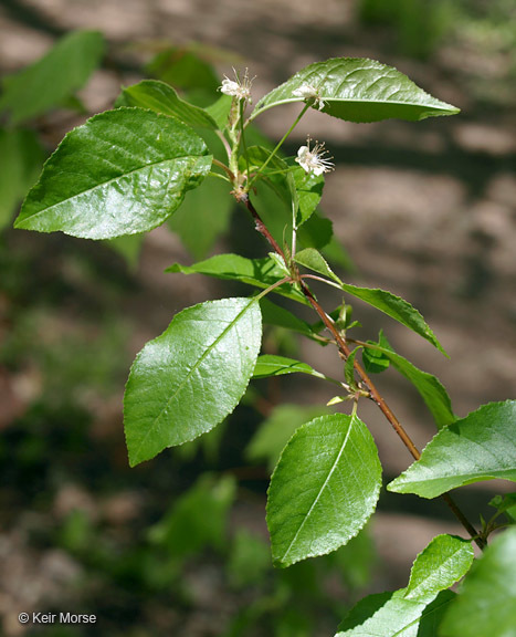 Image of pin cherry