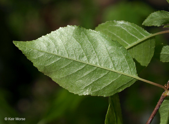 Image of pin cherry