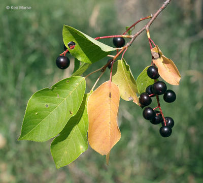 Image of western chokecherry