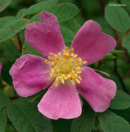 صورة Rosa acicularis subsp. sayi (Schwein.) W. H. Lewis