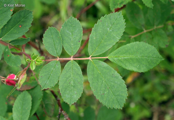 Image de Rosa acicularis subsp. sayi (Schwein.) W. H. Lewis