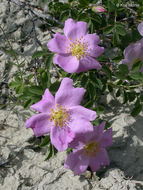 صورة Rosa woodsii Lindl.