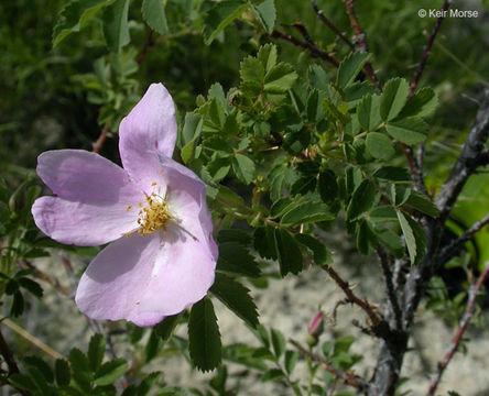 Image de Rosa woodsii Lindl.