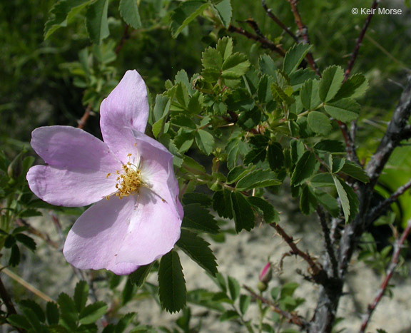 صورة Rosa woodsii Lindl.