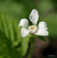 Image of dwarf red blackberry