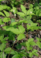 Слика од Rubus pubescens Raf.