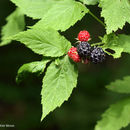 Слика од Rubus occidentalis L.