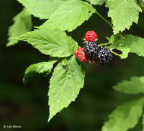 Image of black raspberry