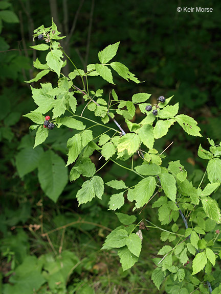 Image of black raspberry