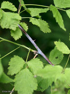 Image of black raspberry